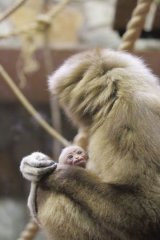 Маленького примата с Ленинградского зоопарка нарекли древнегреческим именем