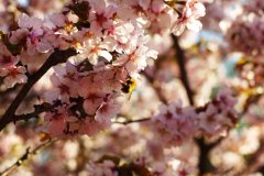 В Петербурге цветёт сакура